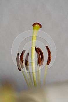 Close-up of the structure and filament of a supersaturated pistil