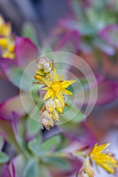 Close-up of the structure and filament of a supersaturated plant photo