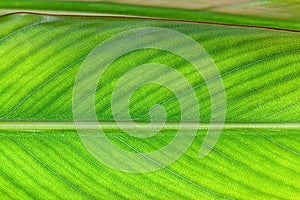 Close-up structure of green leaf of a plant as a natural background, texture