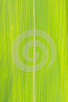 Close-up of the structure of a leaf of a corn plant