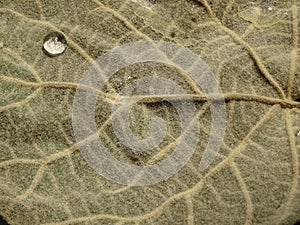 Close-up of the structure of a leaf with a drop of water