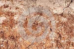 Close-up of the structure of the soil layer in the section.