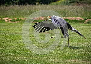 Close up of a strutting secretary bird with wings spread