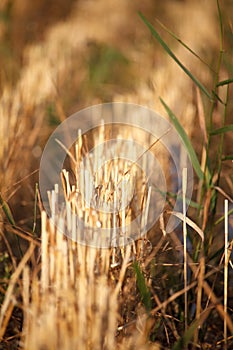 De rastrojo de para cortar trigo de trigo líneas de orejas sobre el para cortar 