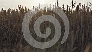 Close up of a stubble in the summer