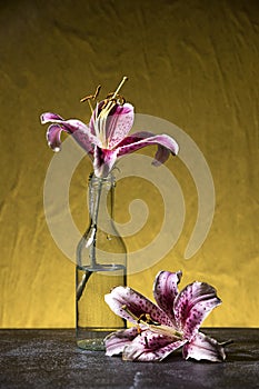 Close up studio photo of lillies