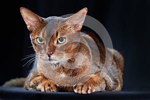 Close-up studio portrait Abyssinian cat on dark background