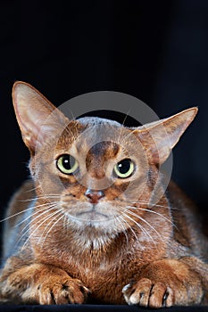Close-up studio portrait Abyssinian cat on dark background