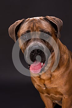 Close up studio portrait of brown cane corso.