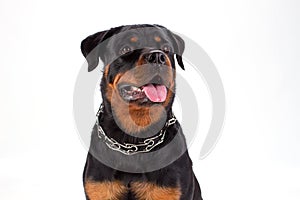 Close up studio portrait of young rottweiler.