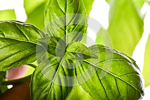 Close up studio shot of fresh green basil herb leaves on white background. Sweet Genovese basil