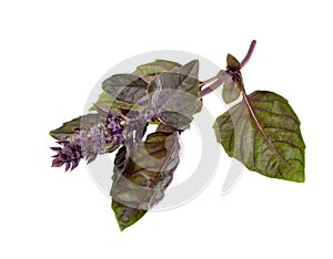 Close up studio shot of fresh red basil herb leaves isolated on white background. Purple