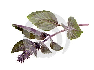 Close up studio shot of fresh red basil herb leaves isolated on white background. Purple