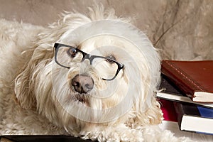 Close-up of a Studious Dog Wearing Reading Glasses/Books