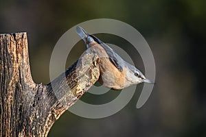 Close up study of a nuthatch