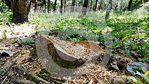 Close-up stump of rubber tree