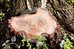 Close-up on a stump of a tree felled.