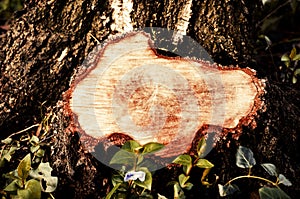 Close-up on a stump of a tree felled. Stump after removal of dam