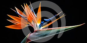 Macro of bird of paradise or strelitzia flower on black photo
