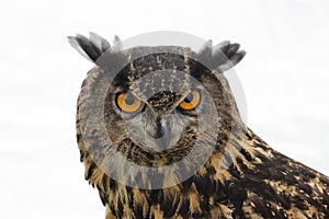 A close up of a stunning Great horned owl