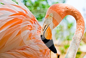 Close up of a stunning pink flamingo