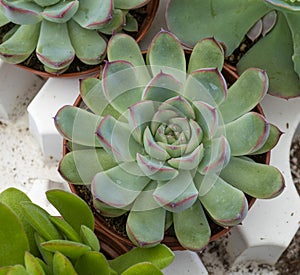 Close up of a stunning succulent