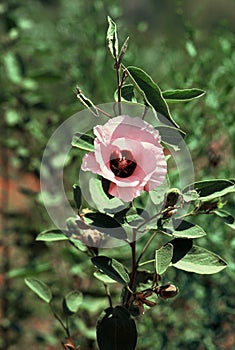 Close up Sturt Desert Rose flower photo