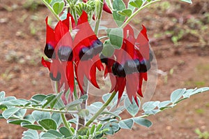 Close-up of  a sturt`s desert pea in flower with blurred background