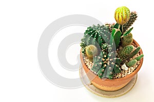 Close up of succulent and cactus in a mini terarium pot. photo