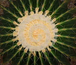 Close-up of succulent cactus plant texture abstract background. Tropical nature and spiny yellow gold sharp spikes dangerous chara