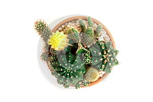 Close up of succulent and cactus in a pot isolated on white background. photo