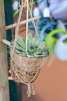 Closeup succulent Echeveria Agavoides in natural pot made from coconut fiber in garden shop photo