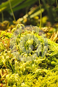 Close-up of a succulent green moss plant growing in a moist area