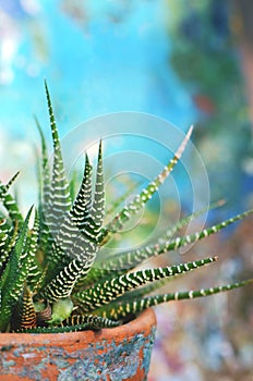 Close-up of the succulent Haworthia attenuata, in a rustic Mexican terracotta pot on a colourful blue background