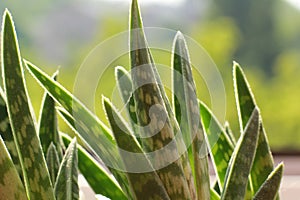 Close up of succulent plant Haworthia sunlit in spider`s web against blurred green background