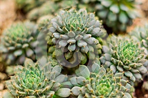 Close up of  succulent plants botnical garden