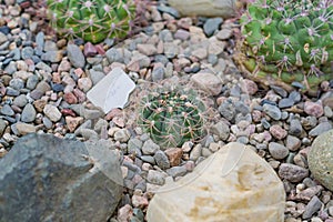 Close up of succulent plants among stones in botnical garden