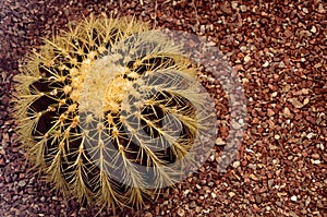 Close-up of a succulent round cactus