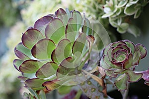 Close up of succulents