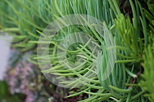 Close up of succulents