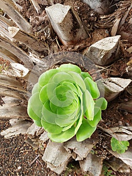 A Close up of succulents, orchids and other green plants growing at the bottom of a tree stump. Cactus sprouting between dry palm