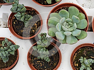 Close up of succulents for sale at the local greenhouse