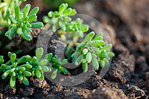 Close-up of succulents Sedum lydium. Ground cover plant. Surreal flower