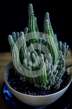 Close up suculent in plantinng pot photo
