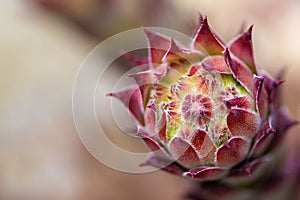 Close up of suculent - Sempervivum sp.