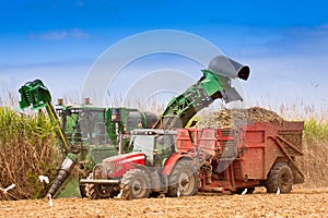 Close-up of sugar cane harvest photo