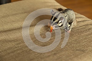 Close up of sugar glider eating food on the unholstery