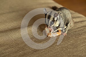 Close up of sugar glider eating food on the unholstery