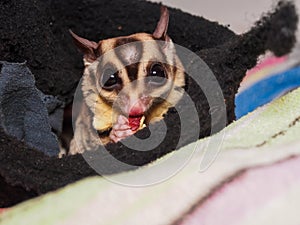 Close-up of sugar glider eating a walnut, holding it in his tiny hands with claws