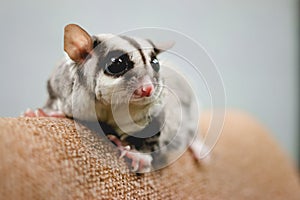 Close up of Sugar Glider.